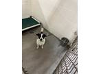 Adopt Tuxedo a Mixed Breed (Medium) / Mixed dog in Ocala, FL (41495356)