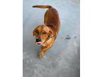 Adopt Teddy a Mixed Breed (Medium) / Mixed dog in Ocala, FL (41481841)