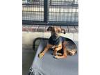 Adopt Sophia a Mixed Breed (Medium) / Mixed dog in Ocala, FL (41541436)
