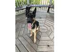 Adopt Reggie a Mixed Breed (Medium) / Mixed dog in Ocala, FL (41481838)