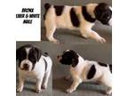 Brittany Puppy for sale in Jefferson City, MO, USA