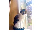 Adopt Delilah a Calico or Dilute Calico Calico / Mixed (short coat) cat in