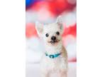 Adopt Wally World a Mixed Breed (Medium) / Mixed dog in Dearborn, MI (41551897)