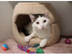 Adopt Simsim a Domestic Shorthair / Mixed (short coat) cat in Dearborn