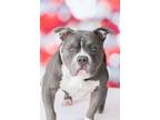 Adopt Sampson a Mixed Breed (Medium) / Mixed dog in Dearborn, MI (41551896)