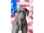 Adopt Napoleon a Mixed Breed (Medium) / Mixed dog in Dearborn, MI (41551894)