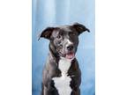 Adopt Bali a Mixed Breed (Medium) / Mixed dog in Dearborn, MI (41551889)