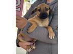 Adopt Ryah a Mixed Breed (Medium) / Mixed dog in Killen, AL (41541419)