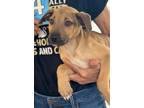 Adopt Riggs a Mixed Breed (Medium) / Mixed dog in Killen, AL (41541418)