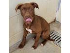 Adopt Sandy a American Pit Bull Terrier / Mixed dog in Springdale, AR (41551885)