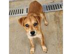 Adopt Lori a Terrier (Unknown Type, Small) / Mixed dog in Springdale
