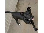Adopt Beau a Labrador Retriever / Mixed dog in Springdale, AR (41551883)