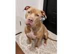 Adopt Zeus Pit NJ a American Pit Bull Terrier / Mixed dog in Rockaway