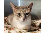 Adopt Gloria a Domestic Shorthair / Mixed (short coat) cat in Port Jervis