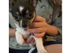 Chihuahua Puppy for sale in Flintville, TN, USA