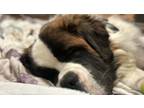 Adopt Booker a St. Bernard / Mixed dog in Oswego, IL (41551969)