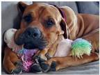 Adopt Nymeria a Great Dane / Mixed dog in Oswego, IL (41551965)