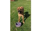 Adopt Loki a Bullmastiff / Mixed dog in Oswego, IL (41551964)