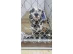 Adopt Dane a Dalmatian / Mixed dog in Lagrange, IN (41551963)