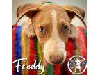 Adopt Freddy Flintstone a Tan/Yellow/Fawn - with Black German Shepherd Dog dog