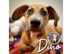 Adopt Dino Flintstone a Tan/Yellow/Fawn - with Black German Shepherd Dog dog in