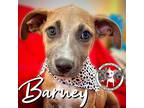 Adopt Barney Flintstone a Brown/Chocolate German Shepherd Dog dog in Portland