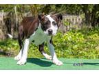 Adopt Reign a American Pit Bull Terrier / Mixed Breed (Medium) / Mixed dog in
