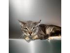Adopt Blizz a Domestic Shorthair / Mixed (short coat) cat in Sebastian