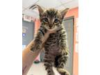 Adopt Erend a Domestic Shorthair / Mixed (short coat) cat in Morgantown