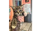 Adopt Avad a Domestic Shorthair / Mixed (short coat) cat in Morgantown
