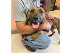 Adopt Taylor a American Staffordshire Terrier / Mixed dog in Morgantown