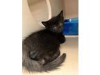 Adopt Whoopie a Domestic Shorthair / Mixed (short coat) cat in Morgantown