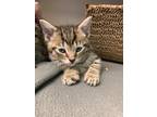 Adopt Macaron a Domestic Shorthair / Mixed (short coat) cat in Morgantown