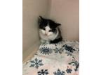 Adopt Biscotti a Domestic Shorthair / Mixed (short coat) cat in Morgantown