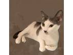 Adopt Kitler a Domestic Shorthair / Mixed (short coat) cat in Morgantown