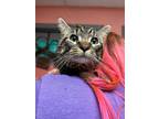 Adopt Meelo a Domestic Shorthair / Mixed (short coat) cat in Morgantown