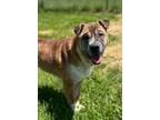 Adopt Sky a Shar Pei / Chow Chow / Mixed dog in Hartford City, IN (41551840)