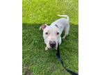 Adopt Baby Girl a American Pit Bull Terrier / Mixed dog in Marion, OH (41541367)