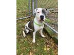 Adopt Harley a American Pit Bull Terrier / Mixed dog in Marion, OH (41551839)