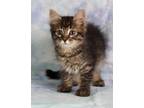 Adopt Winslow a Domestic Mediumhair / Mixed (medium coat) cat in Gilbert
