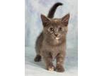 Adopt Starburst a Domestic Shorthair / Mixed (short coat) cat in Gilbert