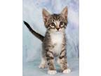 Adopt Orion a Domestic Shorthair / Mixed (short coat) cat in Gilbert