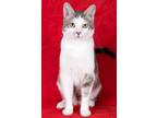 Adopt Lorikeet a Domestic Shorthair / Mixed (short coat) cat in Gilbert