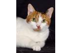 Adopt Cruz Ramirez (now Vivi) a Domestic Shorthair / Mixed (short coat) cat in