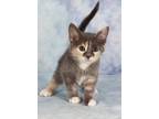 Adopt Aurora a Domestic Shorthair / Mixed (short coat) cat in Gilbert