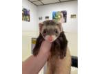 Adopt Falkor a Ferret small animal in Lyons, IL (41551829)
