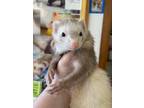 Adopt Lizzy a Ferret small animal in Lyons, IL (41551828)