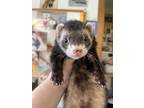 Adopt Skeeter a Ferret small animal in Lyons, IL (41551827)