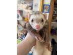 Adopt Maizy a Ferret small animal in Lyons, IL (41551826)
