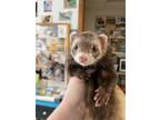 Adopt Koko a Ferret small animal in Lyons, IL (41551825)